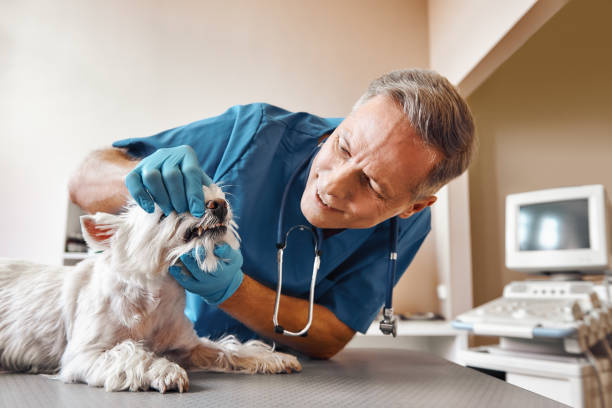 Best 24-Hour Emergency Dentist in Martinsburg, PA